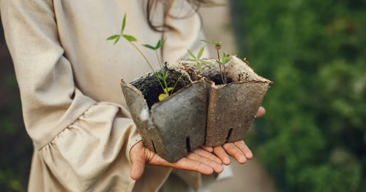 Best Way to Grow Corn in Containers in 2025