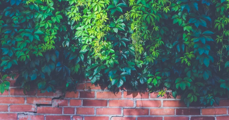 vertical plant wall